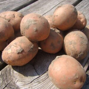 Bildtstar ( 10 kg ) NIEUWE OOGST