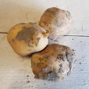 borger aardappel ( 5 kg ) nieuwe oogst