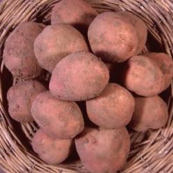 aardappel rode star ( 10 kg )