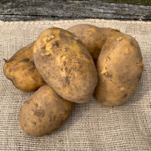 Agria aardappel ( 1 kg )