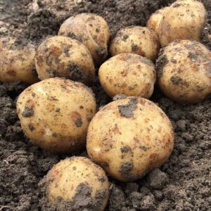 Doré ( 5 kg ) NIEUWE OOGST