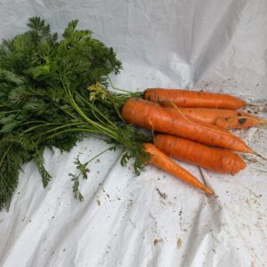 Wierster winterpeen (1 kg)