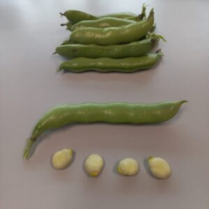 Tuinbonen (de groene peul) uit de kas ( 500 gram )